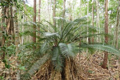 Cycas media, photographed by coenobita