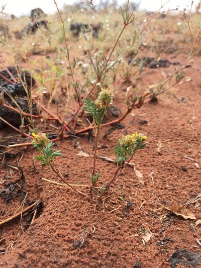 Dalea brachystachya, photographed by Cecelia Alexander