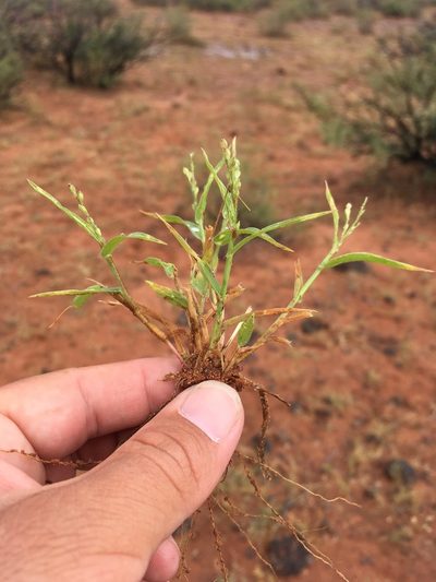Urochloa arizonica, photographed by Cecelia Alexander