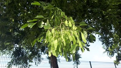 Dalbergia latifolia, photographed by Ong Jyh Seng