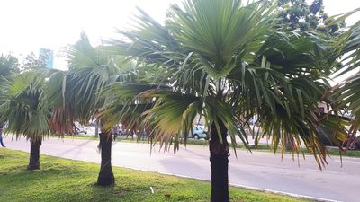 Livistona chinensis, photographed by Ong Jyh Seng