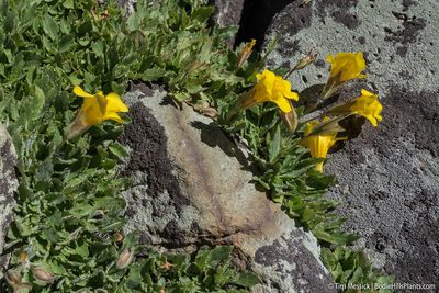 Erythranthe corallina, photographed by Tim Messick