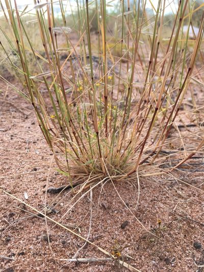 Bouteloua parryi, photographed by Cecelia Alexander