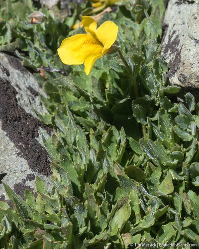 Erythranthe corallina, photographed by Tim Messick