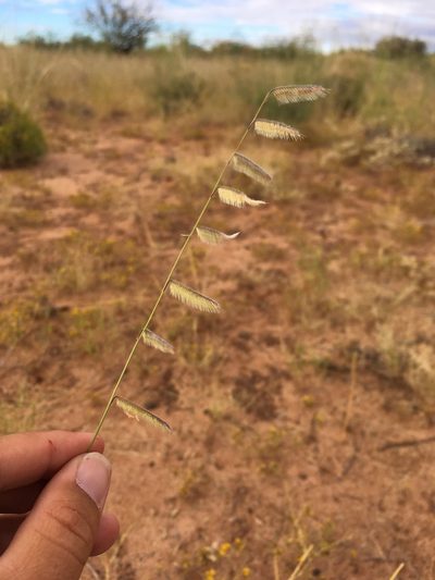 Bouteloua parryi, photographed by Cecelia Alexander