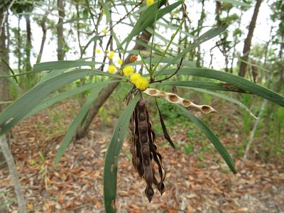 Acacia simsii