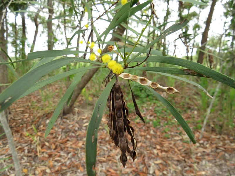 Acacia simsii, photographed by coenobita