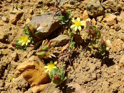 Chaetanthera euphrasioides, photographed by Guillermo Debandi