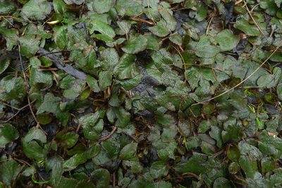 Gunnera prorepens, photographed by Sarah Richardson