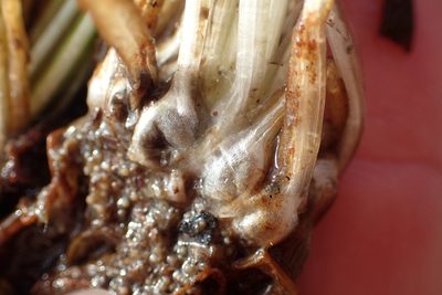 Isoetes echinospora, photographed by Matt Bowser