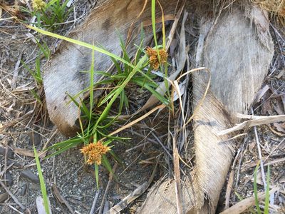 Cyperus pedunculatus, photographed by 李勝倫