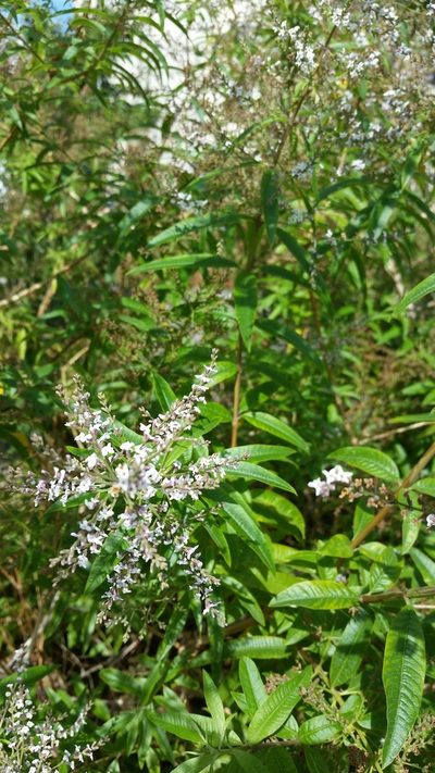 Aloysia citrodora, photographed by Peter Brastow