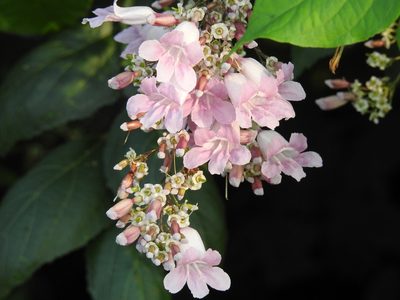 Fridericia patellifera, photographed by Neptalí Ramírez Marcial