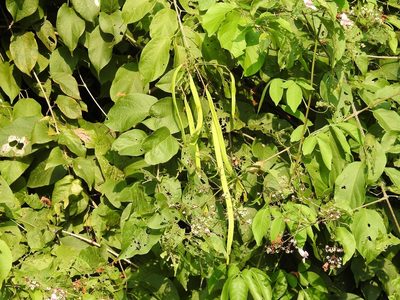 Fridericia patellifera, photographed by Neptalí Ramírez Marcial