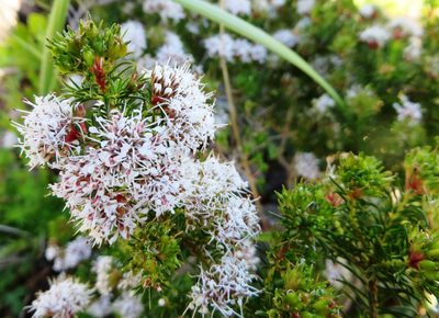 Agathosma ciliaris, photographed by linkie