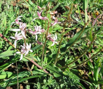 Cyphia incisa, photographed by linkie