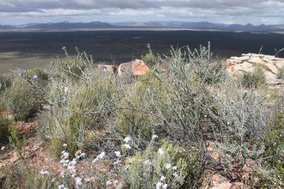 Lobostemon echioides, photographed by Paul Emms