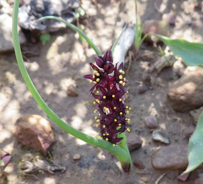Wurmbea recurva, photographed by linkie