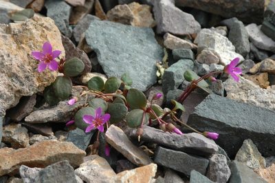 Claytonia ogilviensis, photographed by Syd Cannings