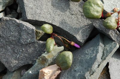Claytonia ogilviensis, photographed by Syd Cannings