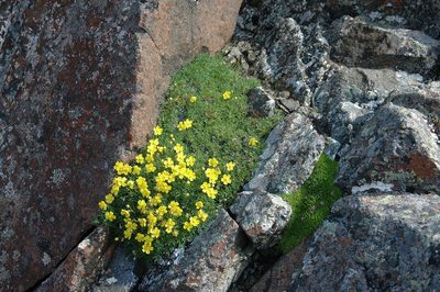 Potentilla biflora, photographed by Syd Cannings