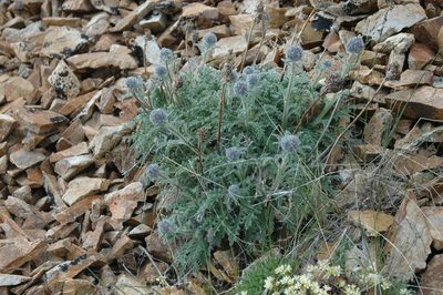 Phacelia mollis, photographed by Syd Cannings