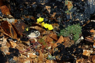 Saxifraga flagellaris, photographed by Syd Cannings
