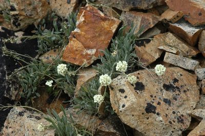 Smelowskia porsildii, photographed by Syd Cannings