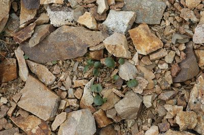 Claytonia ogilviensis, photographed by Syd Cannings
