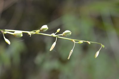 Echeandia parviflora, photographed by Neptalí Ramírez Marcial
