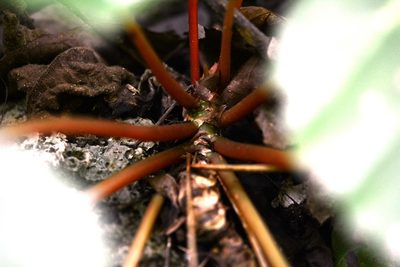Begonia sericoneura, photographed by Neptalí Ramírez Marcial