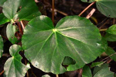 Begonia sericoneura, photographed by Neptalí Ramírez Marcial