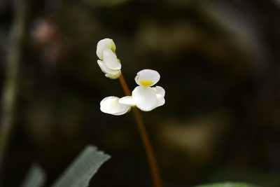 Begonia sericoneura, photographed by Neptalí Ramírez Marcial