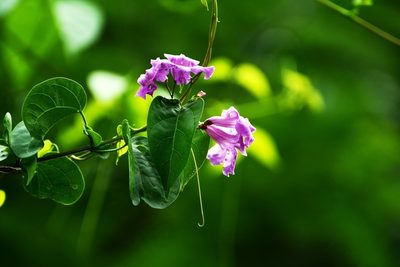 Tanaecium dichotomum, photographed by Neptalí Ramírez Marcial