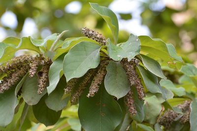 Terminalia macrostachya, photographed by Neptalí Ramírez Marcial
