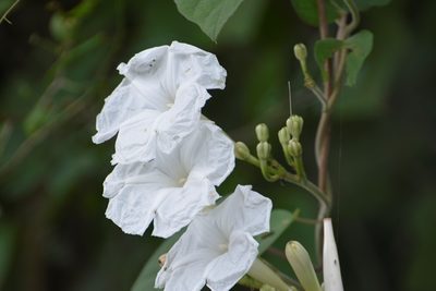 Ipomoea suaveolens, photographed by Neptalí Ramírez Marcial