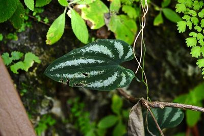 Dioscorea cyanisticta, photographed by Neptalí Ramírez Marcial