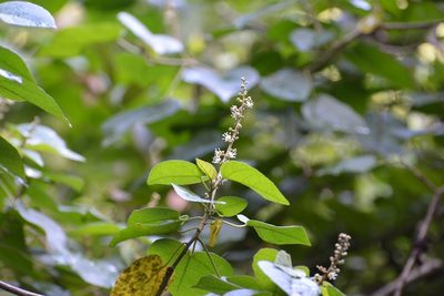 Croton francoanus, photographed by Neptalí Ramírez Marcial