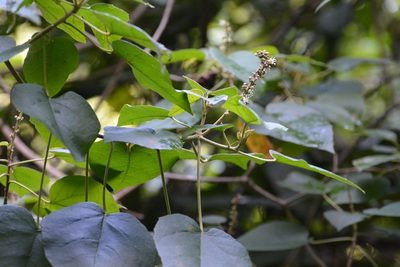 Croton francoanus, photographed by Neptalí Ramírez Marcial