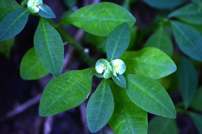 Euphorbia pteroneura, photographed by Neptalí Ramírez Marcial