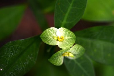Euphorbia pteroneura, photographed by Neptalí Ramírez Marcial