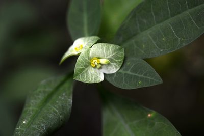 Euphorbia pteroneura, photographed by Neptalí Ramírez Marcial