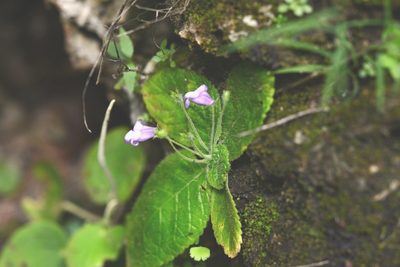 Eucodonia andrieuxii, photographed by Neptalí Ramírez Marcial
