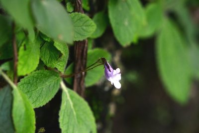 Eucodonia andrieuxii, photographed by Neptalí Ramírez Marcial
