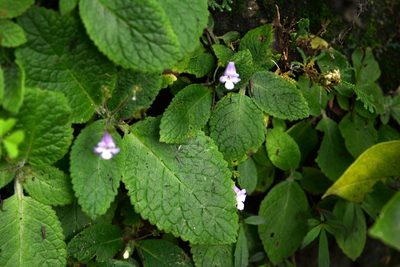 Eucodonia andrieuxii, photographed by Neptalí Ramírez Marcial