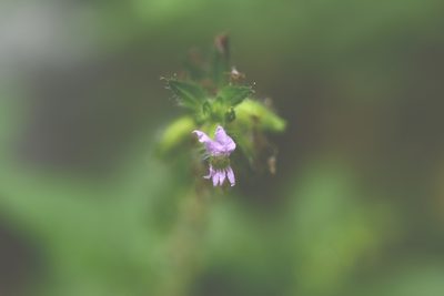 Cuphea leptopoda, photographed by Neptalí Ramírez Marcial