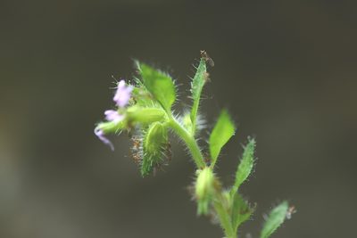 Cuphea leptopoda, photographed by Neptalí Ramírez Marcial