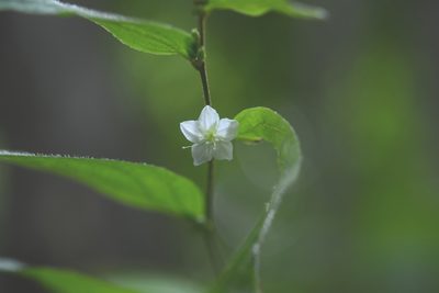 Evolvulus cardiophyllus, photographed by Neptalí Ramírez Marcial