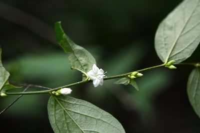 Evolvulus cardiophyllus, photographed by Neptalí Ramírez Marcial