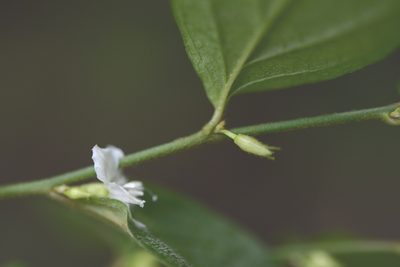 Evolvulus cardiophyllus, photographed by Neptalí Ramírez Marcial